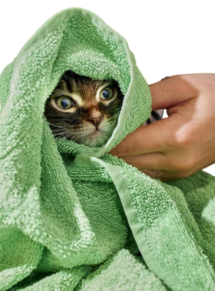 Collection image for: Shampoo