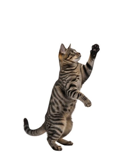 Collection image for: Speelgoed